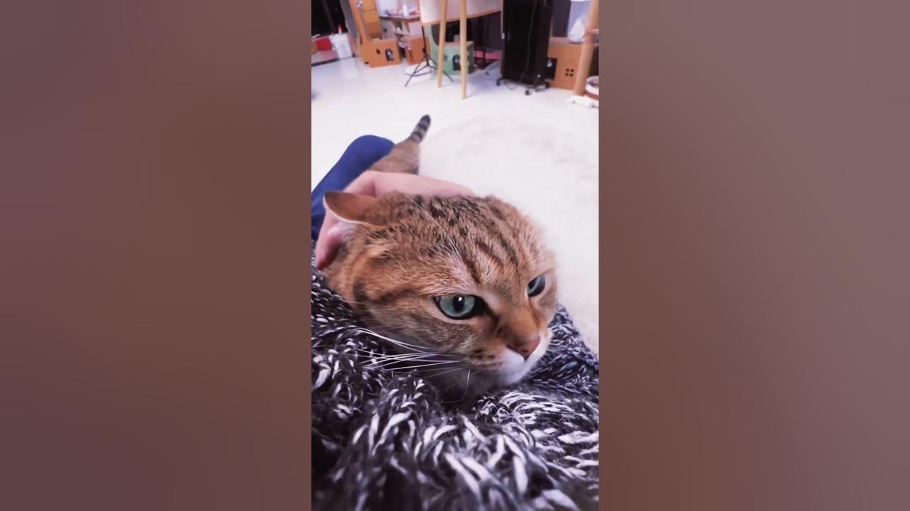 Strange behavior of cats - YouTube