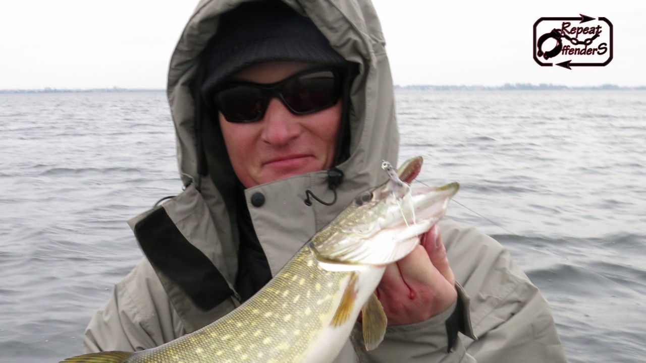 Repeat Offenders Fishing - Fly vs. Spin - Live Take - Pike on Fly
