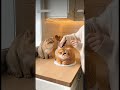 #funny #cute #viral 😹😻