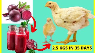 Chickens will grow in a moment & gain weight faster...Add Beetroot Juice into their drinking water screenshot 2