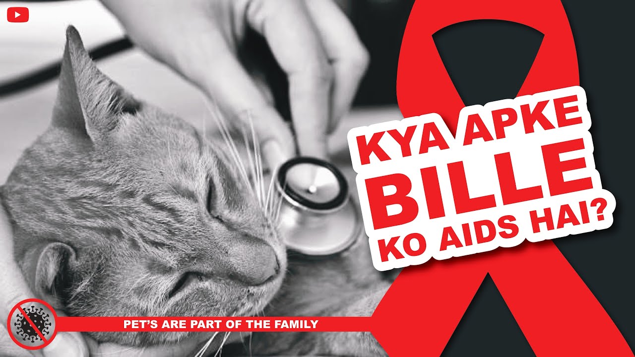 KYA APKE BILLE KO AIDS HAI? WHAT SCIENCE SAYS YouTube