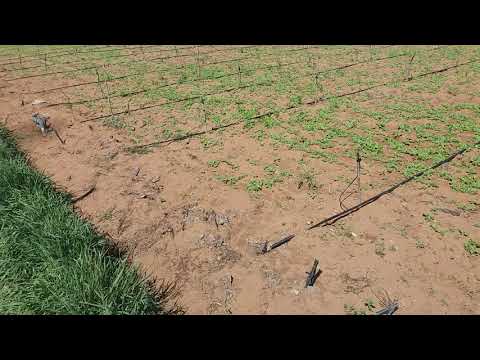 فيديو: رعاية البرسيم الهولندي - كيفية زراعة مروج البرسيم الهولندي البرونزي ونباتات الحدائق