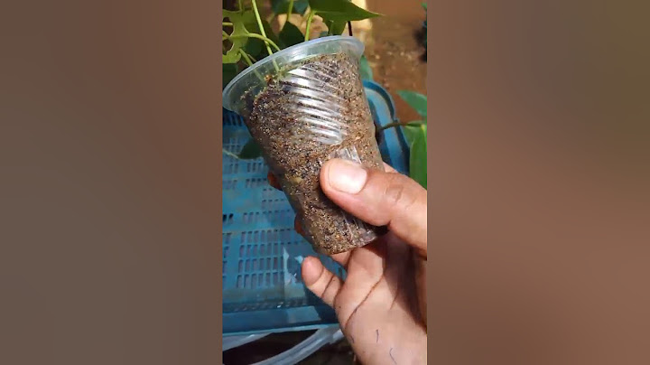 තන්ඩර් බර්ඩ්, ප්ලෑශ්, සමග වටිනා පෑකේජ 2ක් 0772448684