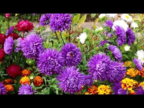 How to Grow Asters from Seed