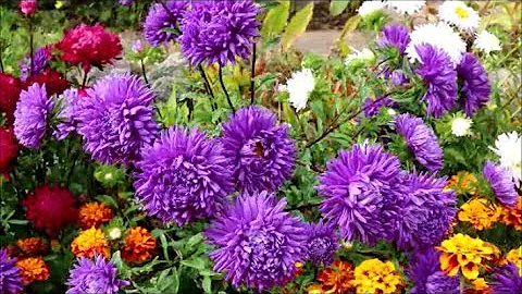Are asters easy to grow?