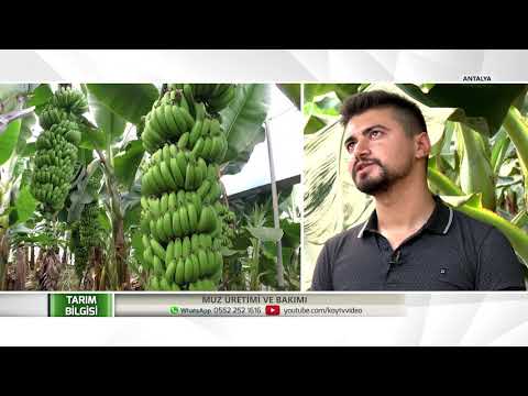 Video: Boronia Nedir – Bahçede Büyüyen Boronia Hakkında Bilgi Edinin