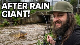 3 Days Chasing Australia's Most Invasive Fish Species After Heavy Rain!