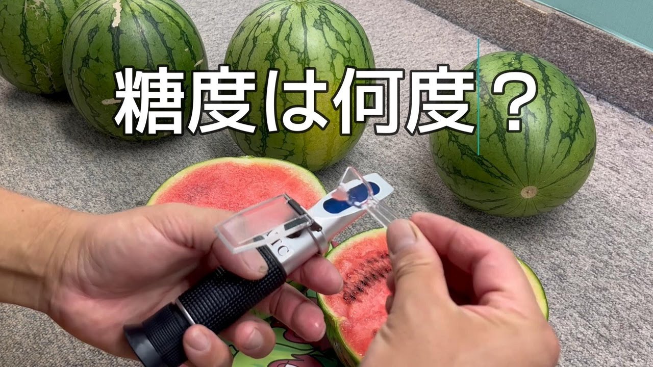 What is the sugar content of small watermelon, Pinot Gar, grown
