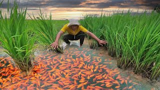 Amazing man catch a lot beautiful betta fish