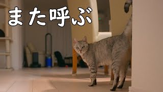 夜中に猫のマロが鳴いてる理由は？