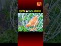 মুরগীর🐔 গোল খাঁচা Life Saver নাকি Trap? Chicken Farming Truth! #science #shortsfeed #shorts #facts