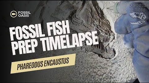 Satisfying Timelapse: Fossil Fish Revealed with Precision Air Scribe | Fossil Oasis