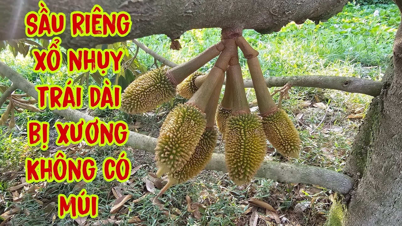 Sầu Riêng Xổ Nhụy Chậm chạy trái mẫu trái dài xương không lên hộc xử lý thế nào?