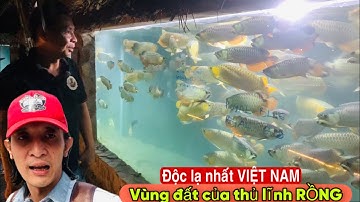 Dạo quanh nông trại Cá Rồng độc lạ bậc nhất Việt Nam -Thái Salem vê lốc