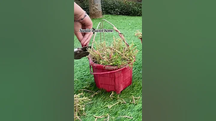 2 urgent things to do on Portulaca / Winter care #shorts