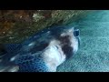 素潜り漁でイシガキフグに遭遇した。#素潜り漁 #JapaneseFishermen #underwateradventure