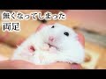 両足を噛みちぎってしまい、足が無くなってしまったハムスターのシロちゃん。