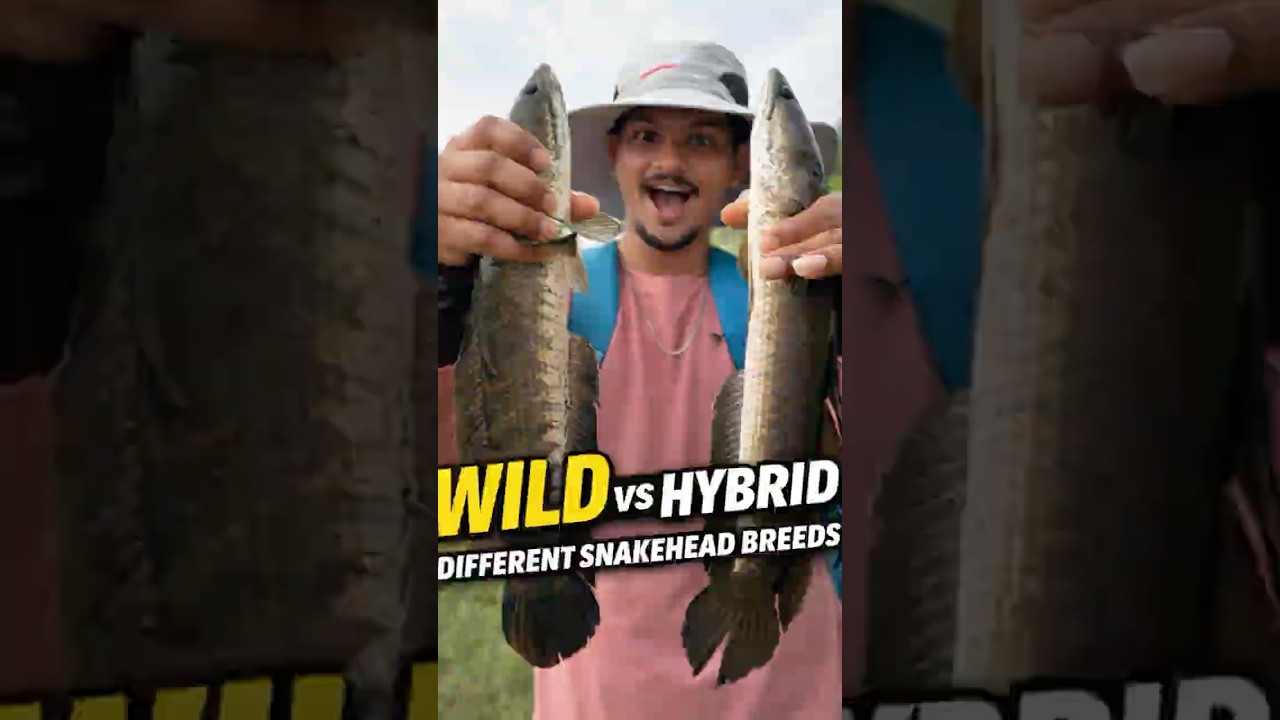 Wild fish VS ￼ hybrid fish | snake head fish | ￼ river Fishing 