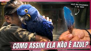 O SEGREDO DAS ARARAS QUE NINGUÉM TE CONTOU! | A CASA DOS BICHOS