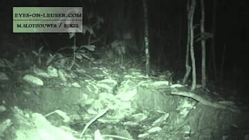 banded linsang (eyes on leuser/ BPKEL)