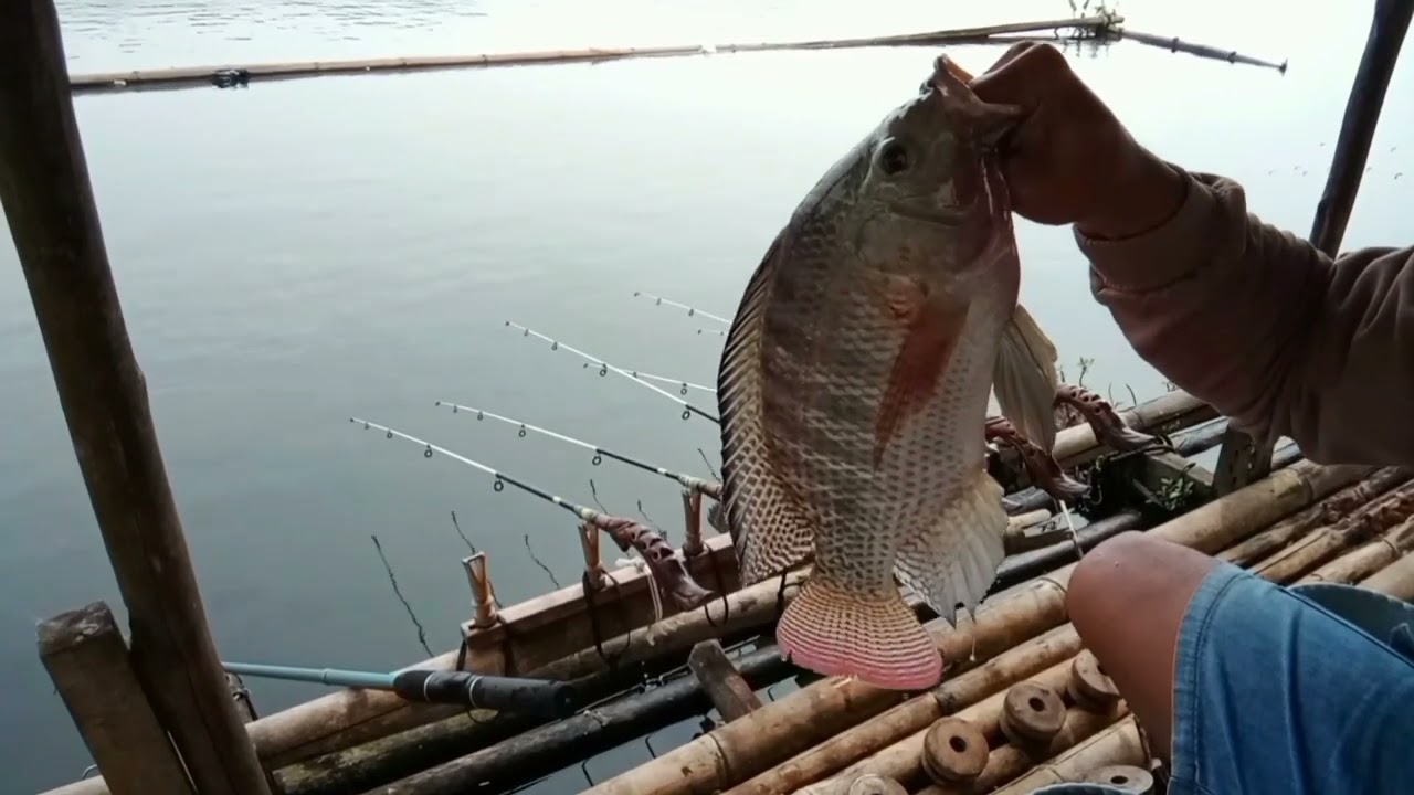 ga usah jauh2 mancing dekat dermaga ternyata ikan nya babon2#cirata terbaru