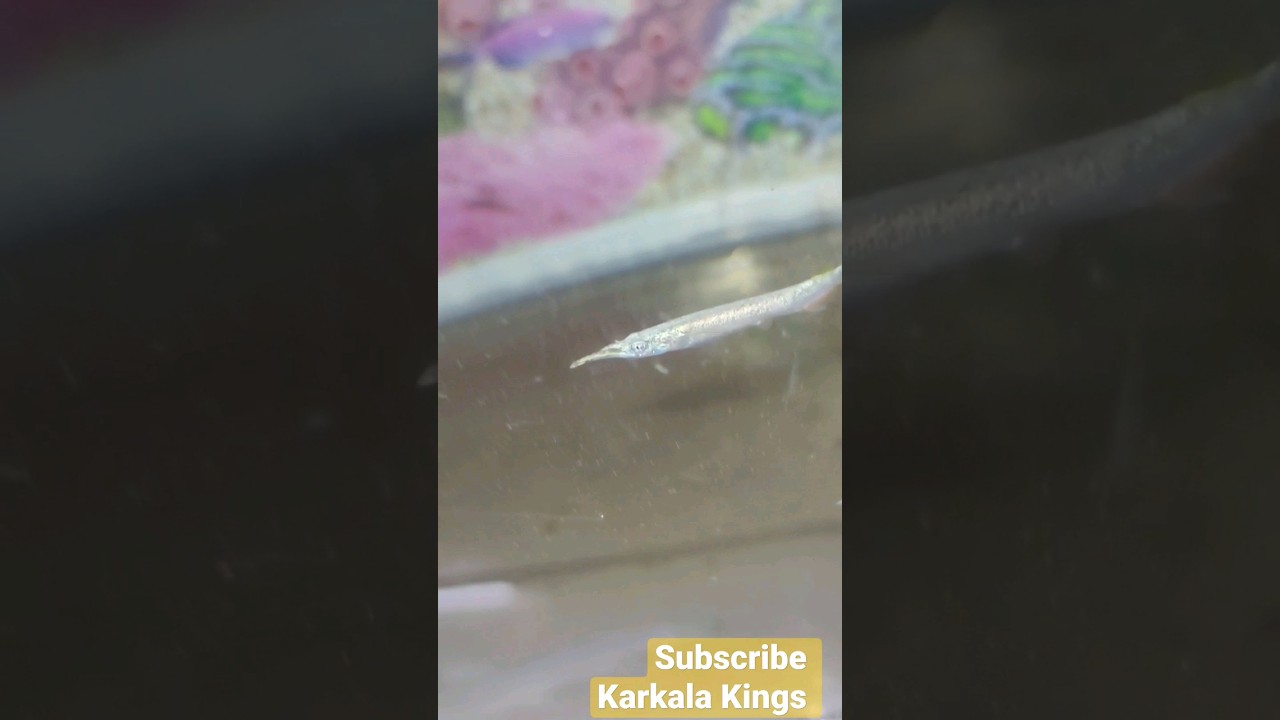 world's smallest alligator gar fish variety | Alligator gar fish baby | alligator gar white 