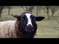 Звук овцы