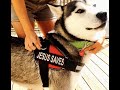 Dogs Preaching Jesus Saves at the Dog Park! 🐕 evangelism ideas!