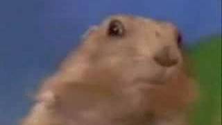 Dramatic Chipmunk