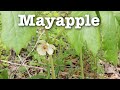 Mayapple  fast field guide
