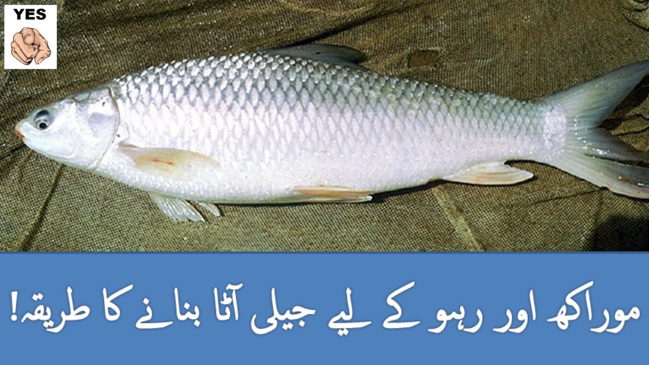 JELLY FISH BAIT HOOK BAIT SPECIALLY FOR COMMON CARP RAHU & MORAKH