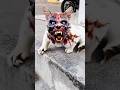 Cutest CAT Until It TURNED ZOMBIE Funny Cat Cute Zombie Shorts Trending Viral mp3