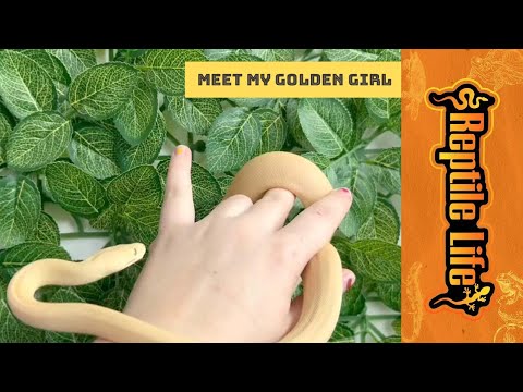 Albino Olive Python Female | Reptile Life