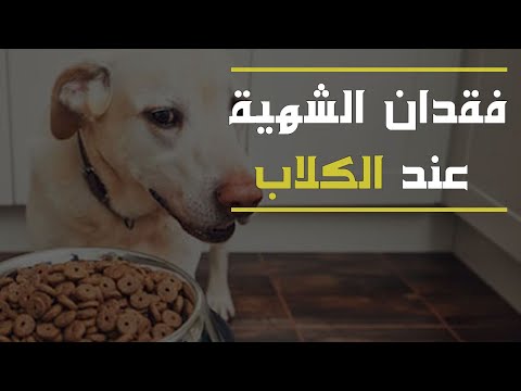 فيديو: فقدان الشهية عند الكلاب