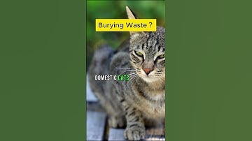 The Mysterious Behavior of Cats Revealed: Burying Waste