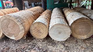 Sawing 4 poplar logs #259