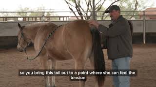 Relieving Hind End & Sacroiliac Discomfort in Horses