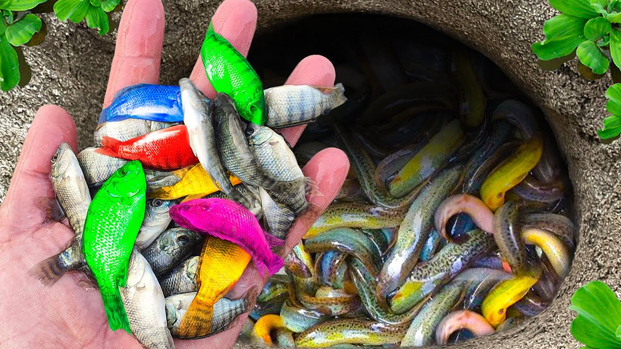Невероятный улов: красочные аквариумные рыбки в маленьком пруду: кои, маленькие черепахи, лягушки...