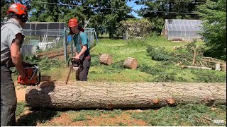 Stihl 066 vs. Husky 394. Plus, tree removal continues.