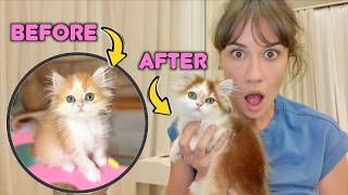 MY CAT IS CHANGING COLOR! News