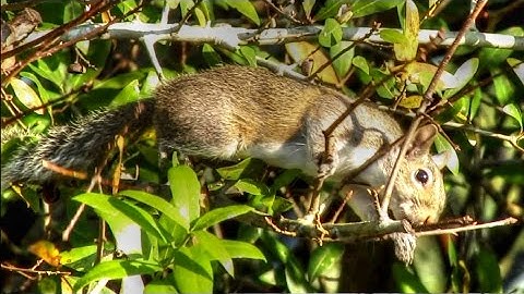 Squirrel Eating Oak Tree Buds