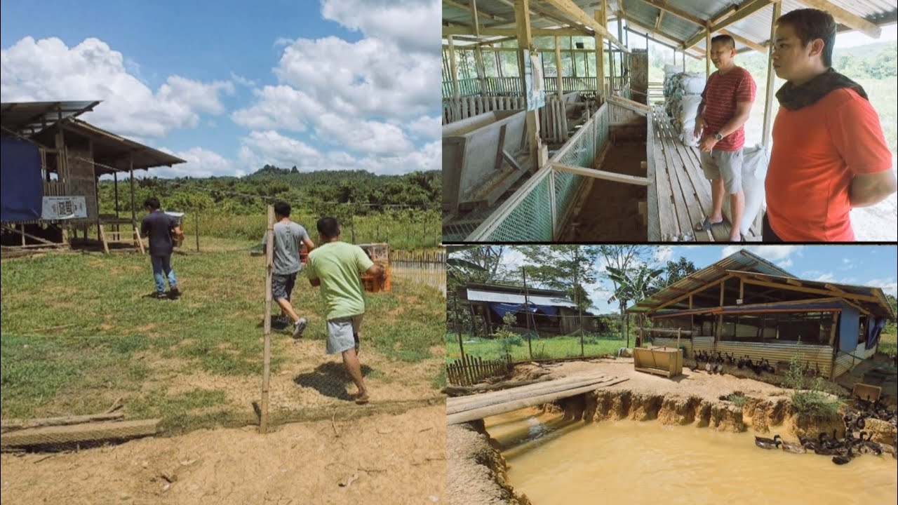 DUCK POULTRY NG SURIGAO DEL SUR.ITO ANG SETUP NG ITIKAN