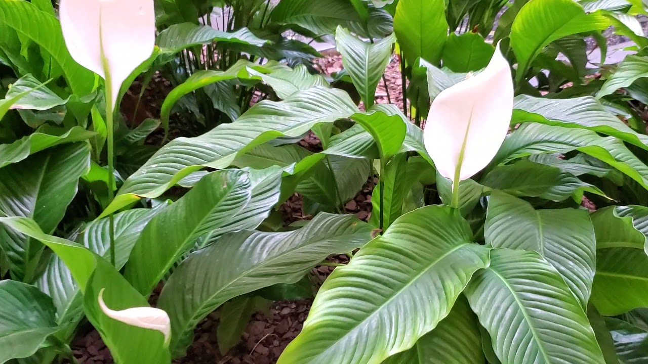 What tropical plants are these July 10 2020