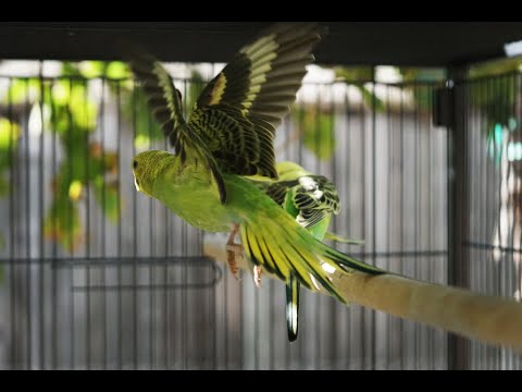 Video: Budgerigar, Budgies o Parrocchetti d'allevamento