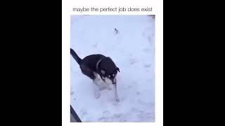 maybe the perfect job does exist #trending #viral #funny #foryou #cat #memes #dog