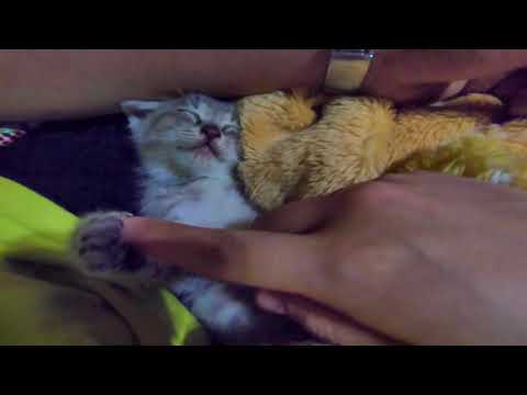 子猫 膝の上でお昼寝 W ｽﾔｧ かわいい Youtube