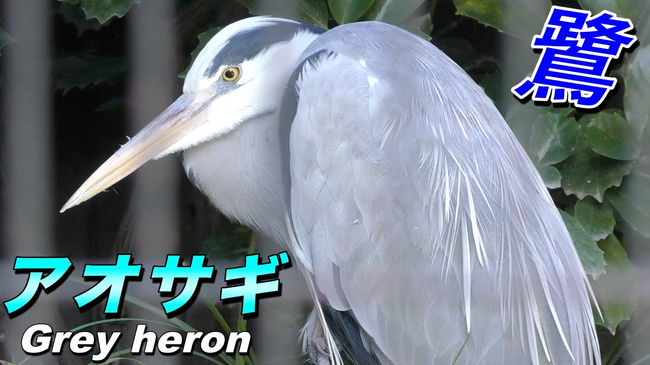 鳥】アオサギの生態〜日本最大の「鷺（サギ）」（Grey heron）〜 - YouTube