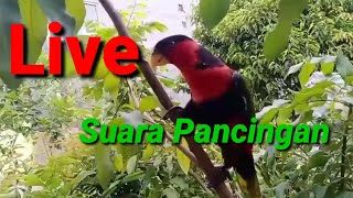 Live//Pancingan Burung Nuri kepala Hitam