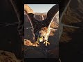 You Won’t Believe How Fast This Falcon Hunts. #peregrinefalcon #fastestanimalonearth