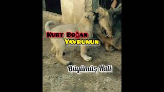 Kurt Boğan Yavrunun Şi̇mdi̇ki̇ Hali̇ Savaş Koçtepe